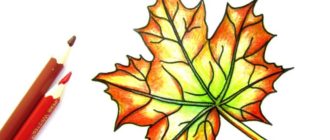 Как нарисовать листок клена